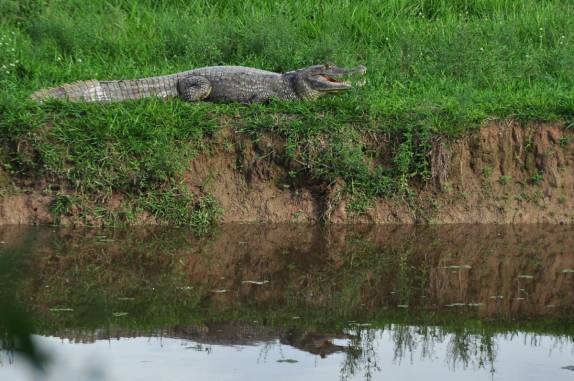 Um enorme jacaré no Hato El Cedral, na região dos llanos, na Venezuela